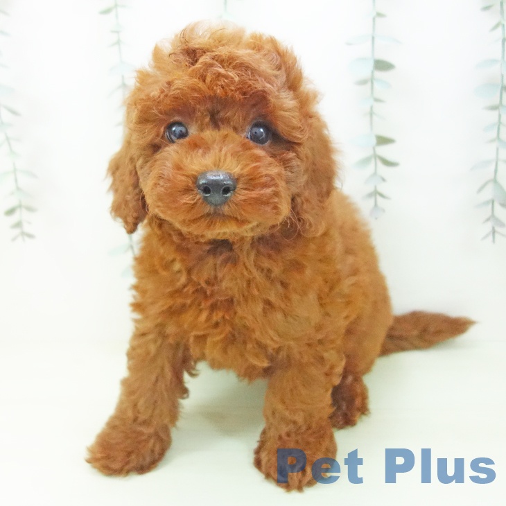 トイ・プードル