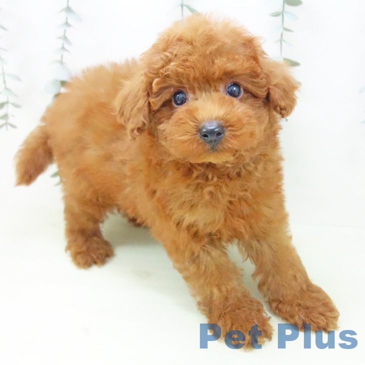石川県のトイプードル(トイ) (ペットプラス 新小松店/2026年1月31日生まれ/男の子/レッド)の子犬