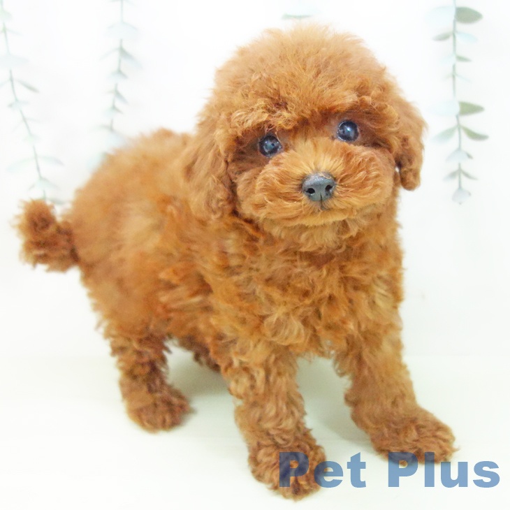 富山県のトイプードル(トイ) (ペットプラス 高岡店/2026年1月31日生まれ/女の子/レッド)の子犬の1枚目の画像