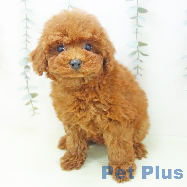 富山県のトイプードル(トイ) (ペットプラス 高岡店/2026年1月31日生まれ/女の子/レッド)の子犬の2枚目の画像