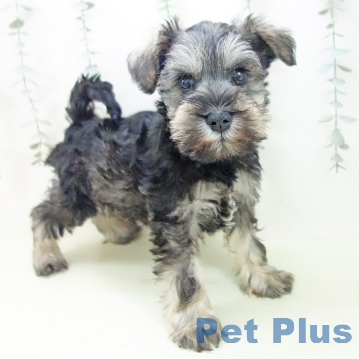 大阪府のミニチュアシュナウザー (ペットプラス 堺北花田店/2026年2月4日生まれ/男の子/ソルトペッパー)の子犬の1枚目の画像