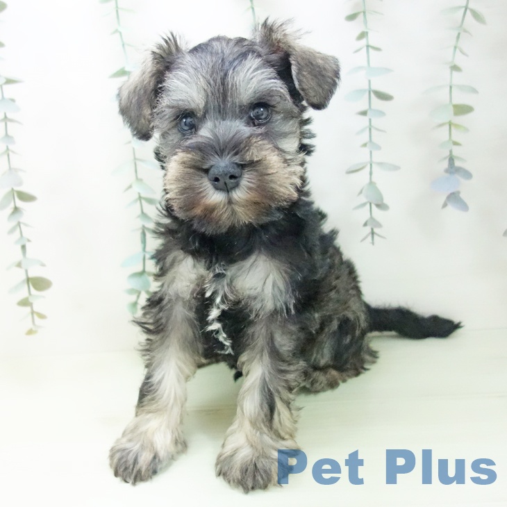 大阪府のミニチュアシュナウザー (ペットプラス 堺北花田店/2026年2月4日生まれ/男の子/ソルトペッパー)の子犬の2枚目の画像