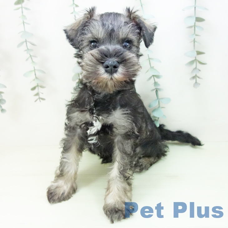 ミニチュア・シュナウザーの写真2