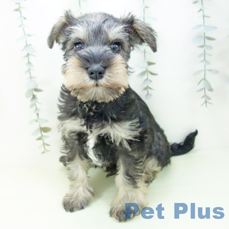 ミニチュア・シュナウザー