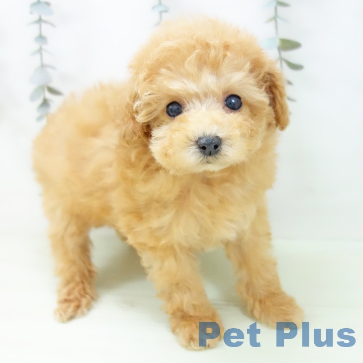 愛知県のトイプードル(トイ) (ペットプラス mozoワンダーシティ店/2026年2月4日生まれ/女の子/アプリコット)の子犬の1枚目の画像