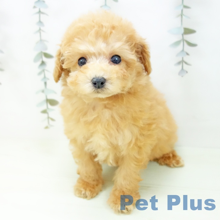愛知県のトイプードル(トイ) (ペットプラス mozoワンダーシティ店/2026年2月4日生まれ/女の子/アプリコット)の子犬の2枚目の画像
