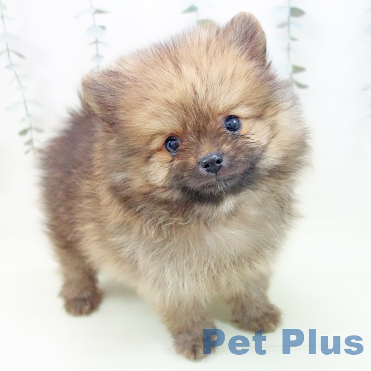 石川県のポメラニアン (ペットプラス 白山店/2026年2月4日生まれ/男の子/オレンジセーブル)の子犬