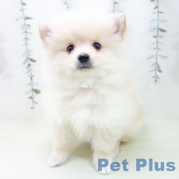 ポメラニアンの写真2