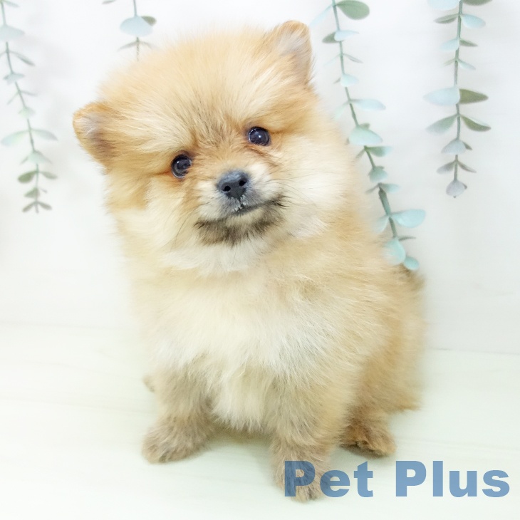 ポメラニアンの写真2