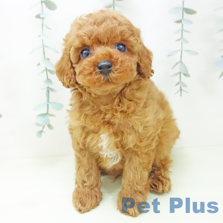 石川県のトイプードル(トイ) (ペットプラス 白山店/2026年2月4日生まれ/男の子/レッド)の子犬