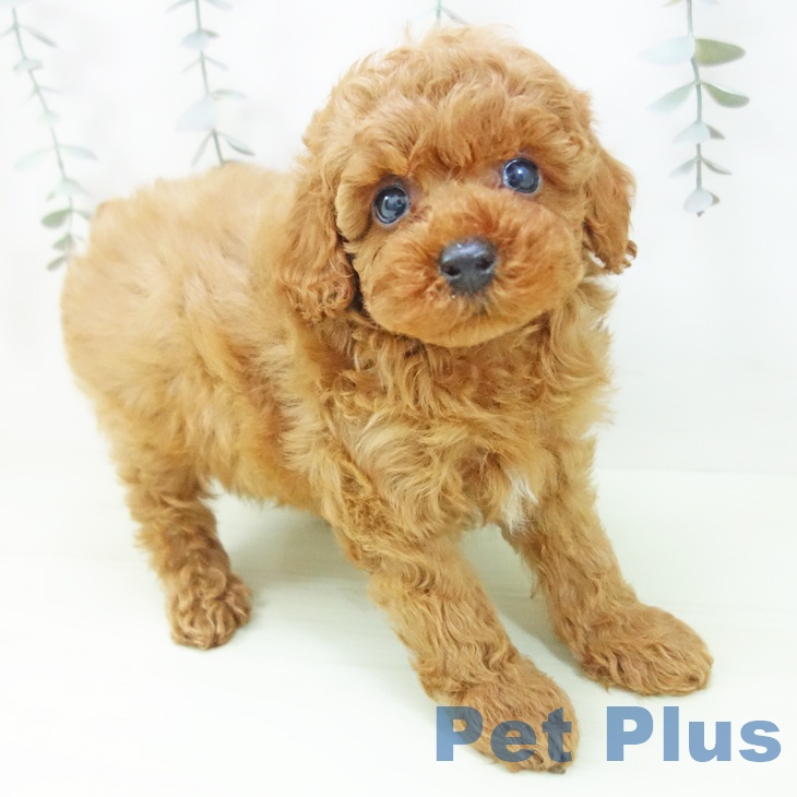 石川県のトイプードル(トイ) (ペットプラス 白山店/2026年2月4日生まれ/男の子/レッド)の子犬の2枚目の画像