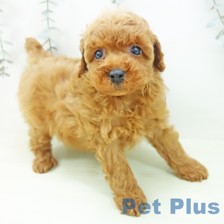 愛知県のトイプードル(トイ) (ペットプラス 豊田店/2026年2月4日生まれ/男の子/レッド)の子犬の1枚目の画像