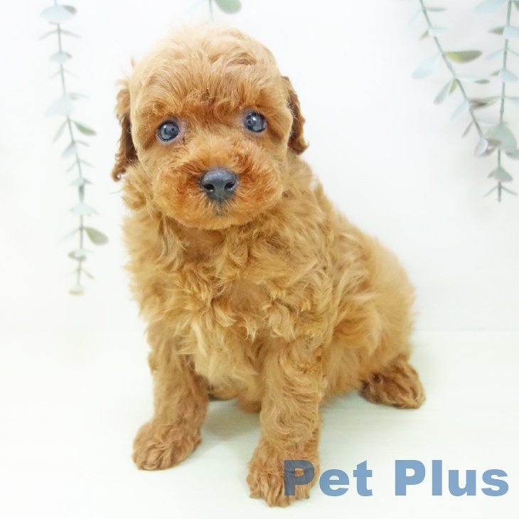 愛知県のトイプードル(トイ) (ペットプラス 豊田店/2026年2月4日生まれ/男の子/レッド)の子犬の2枚目の画像