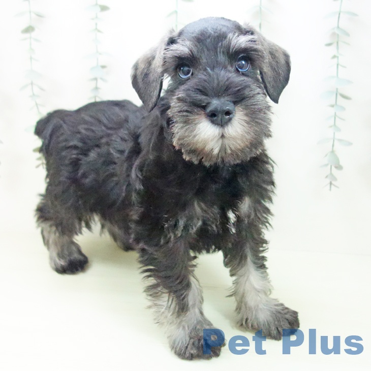 ミニチュア・シュナウザー