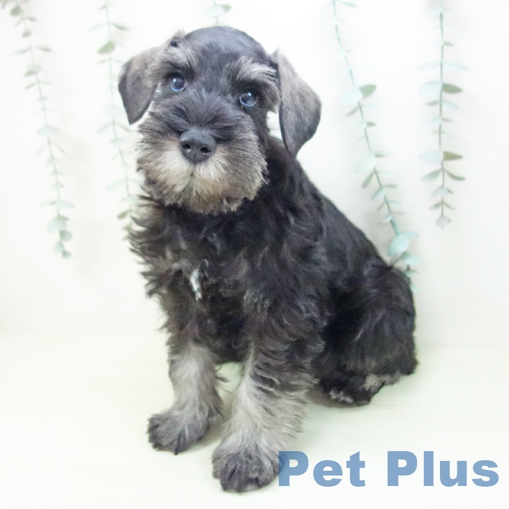 ミニチュア・シュナウザーの写真2