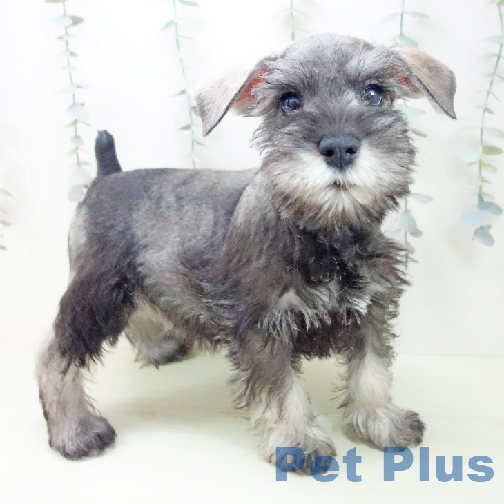 ミニチュア・シュナウザー