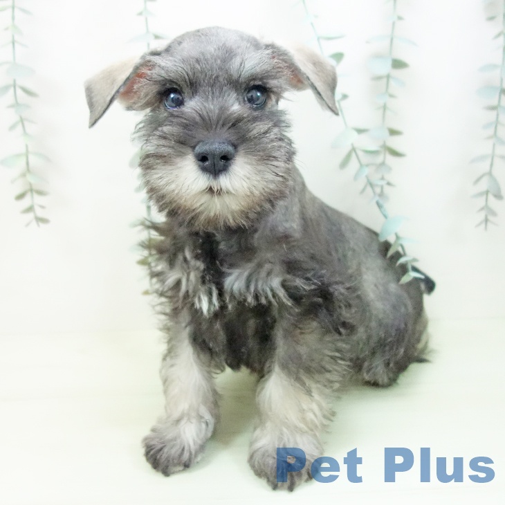 ミニチュア・シュナウザーの写真2