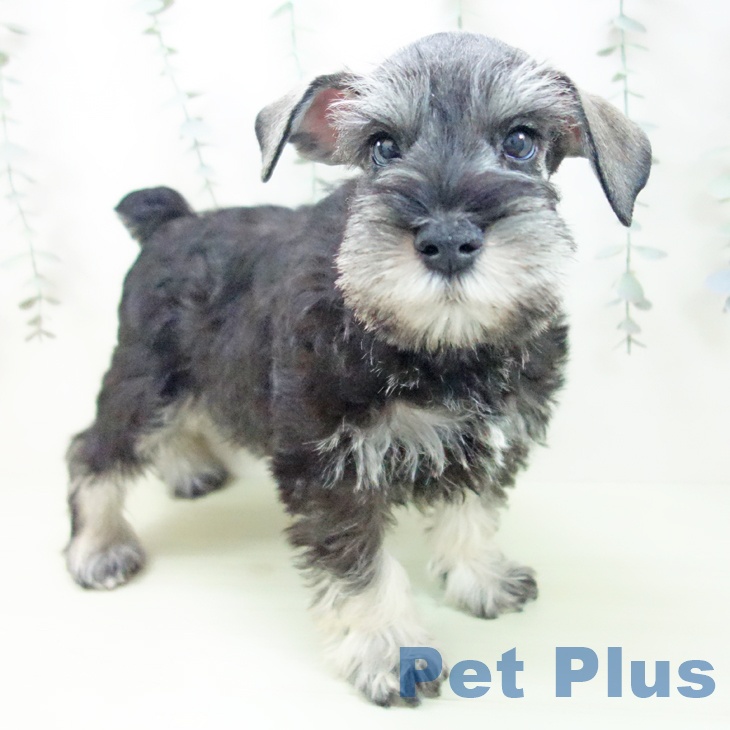 愛知県のミニチュアシュナウザー (ペットプラス みなと店/2026年2月3日生まれ/男の子/ソルトペッパー)の子犬の1枚目の画像