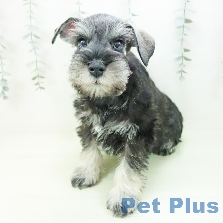 愛知県のミニチュアシュナウザー (ペットプラス みなと店/2026年2月3日生まれ/男の子/ソルトペッパー)の子犬の2枚目の画像