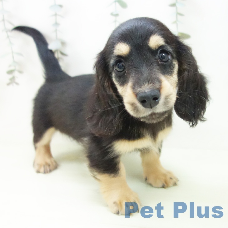 ミニチュア・ダックスフンド