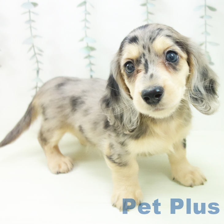 ミニチュア・ダックスフンドの写真2