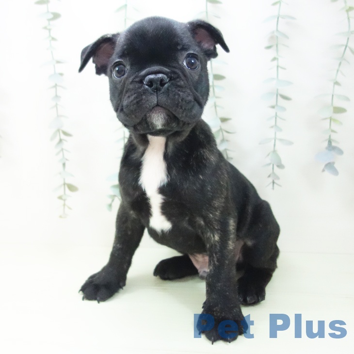 フレンチ・ブルドッグ