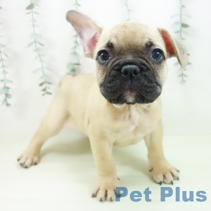 フレンチ・ブルドッグ