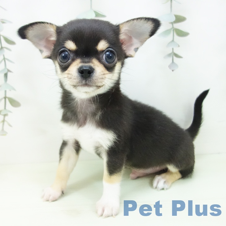東京都のチワワ(ロング) (ペットプラス アクアシティお台場店/2026年1月31日生まれ/男の子/ブラッククリームホワイト)の子犬