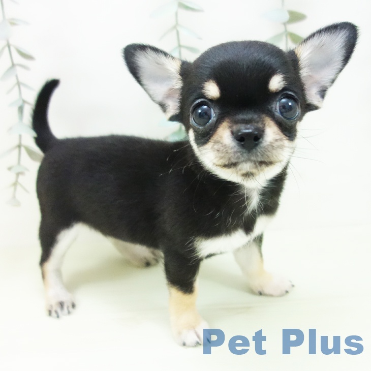 岐阜県のチワワ(ロング) (ペットプラス 各務原店/2026年1月31日生まれ/女の子/ブラッククリームホワイト)の子犬の1枚目の画像