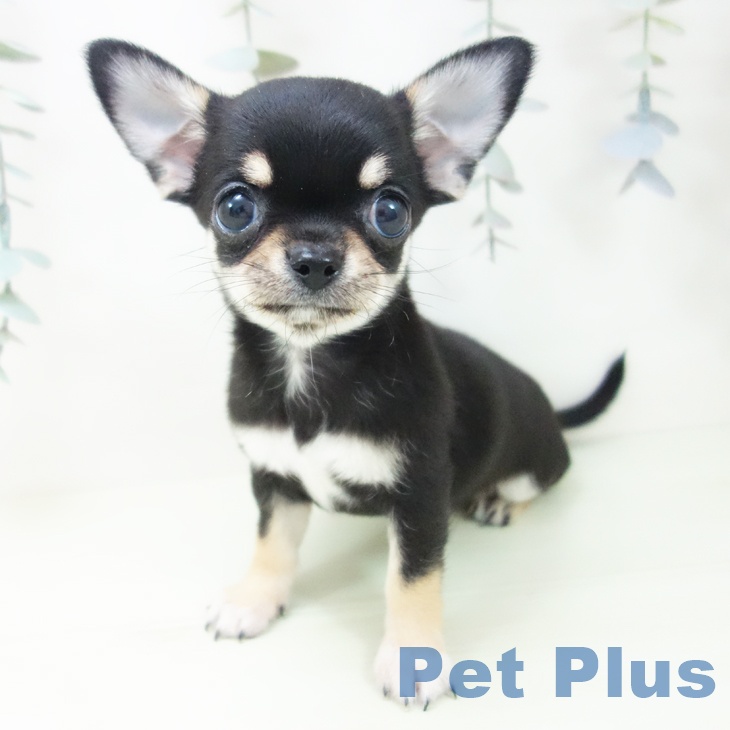 岐阜県のチワワ(ロング) (ペットプラス 各務原店/2026年1月31日生まれ/女の子/ブラッククリームホワイト)の子犬の2枚目の画像
