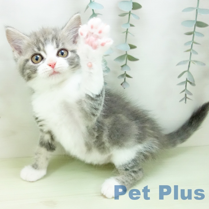 ミヌエットの写真2