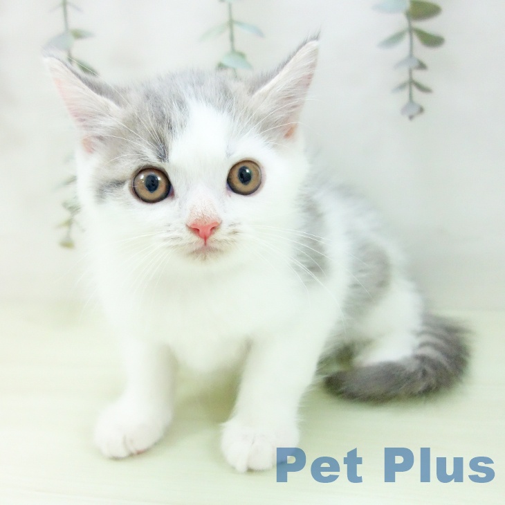 ミヌエットの写真2