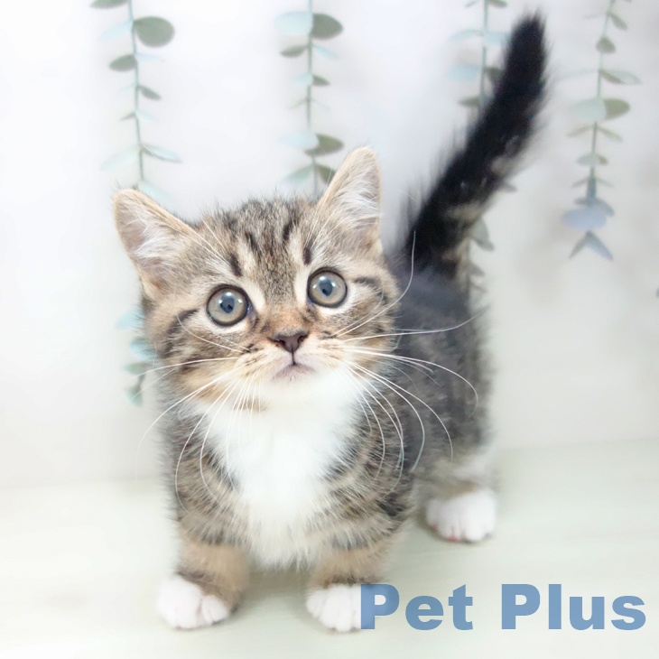 ミヌエットの写真2