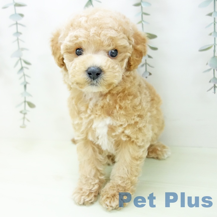 トイ・プードルの写真2