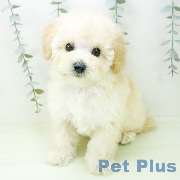 愛知県のトイプードル(トイ) (ペットプラス ナゴヤドーム前店/2026年2月3日生まれ/男の子/ペールフォーン)の子犬の1枚目の画像