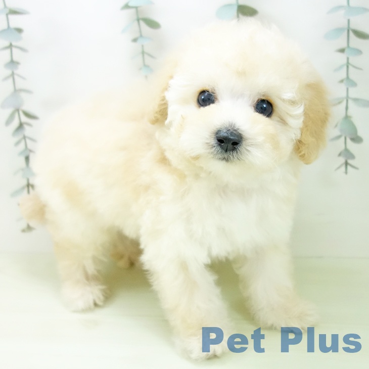 愛知県のトイプードル(トイ) (ペットプラス ナゴヤドーム前店/2026年2月3日生まれ/男の子/ペールフォーン)の子犬の2枚目の画像