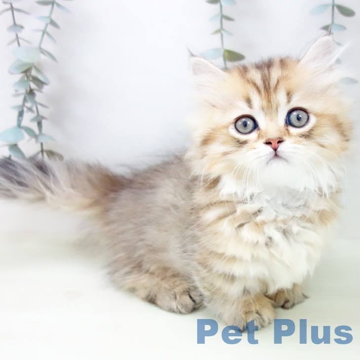 愛知県のミヌエット (ペットプラス mozoワンダーシティ店/2026年2月1日生まれ/男の子/ブラウンタビー)の子猫の1枚目の画像