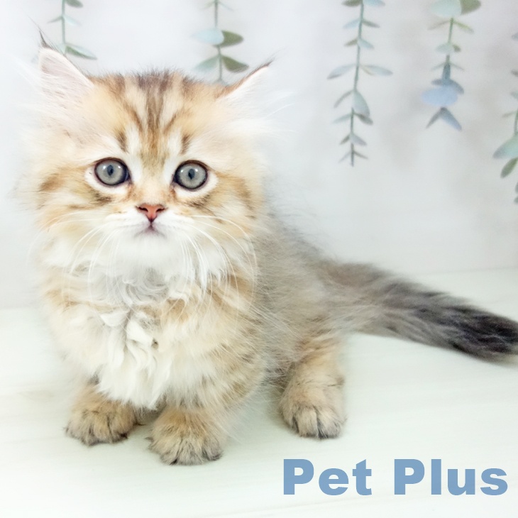 愛知県のミヌエット (ペットプラス mozoワンダーシティ店/2026年2月1日生まれ/男の子/ブラウンタビー)の子猫の2枚目の画像