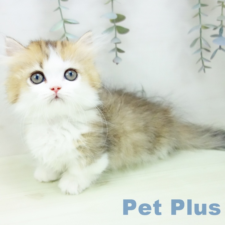 ミヌエットの写真2