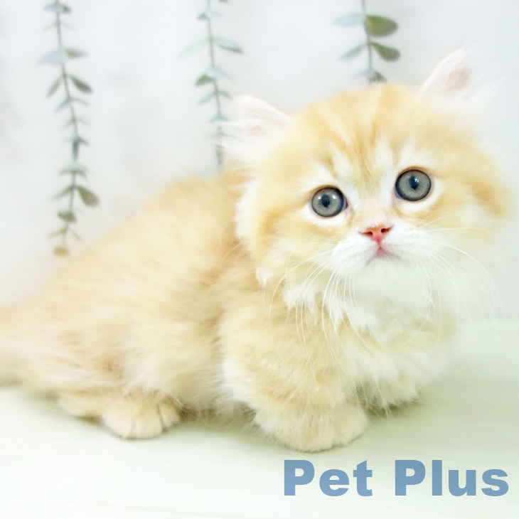 ミヌエットの写真2