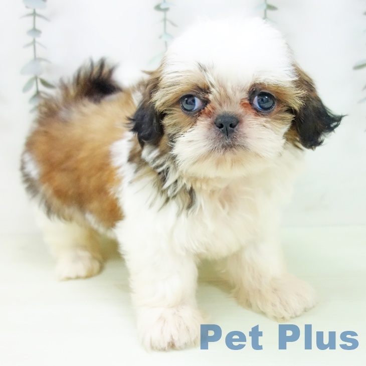 石川県のシーズー (ペットプラス 新小松店/2026年2月4日生まれ/男の子/ゴールドホワイト)の子犬