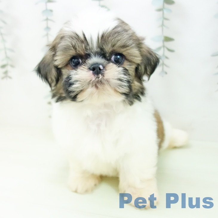 シー・ズーの写真2