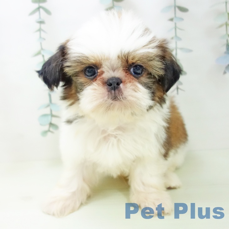 シー・ズーの写真2