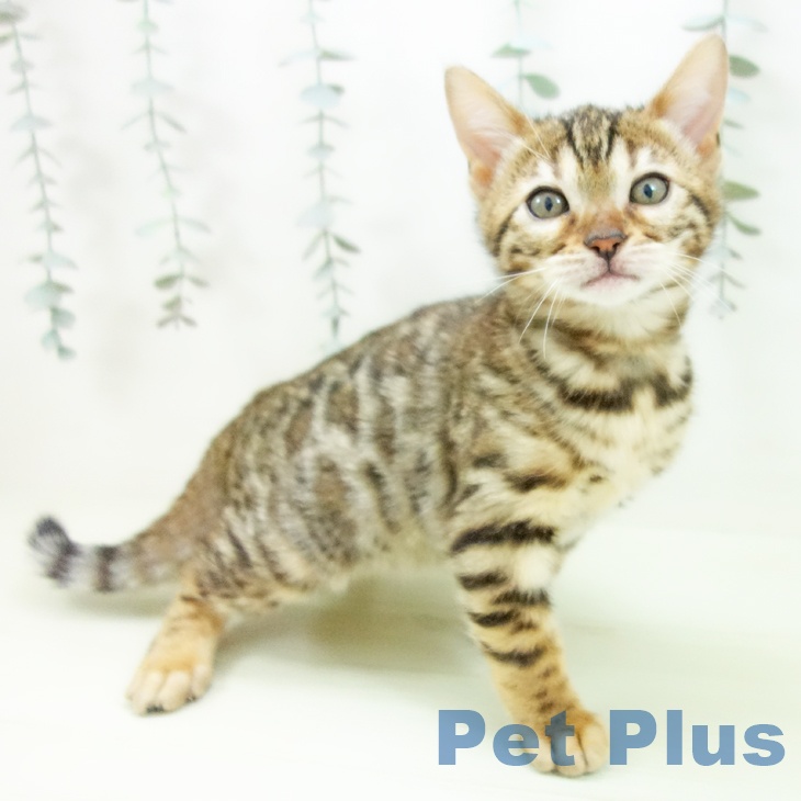 ベンガルの写真2