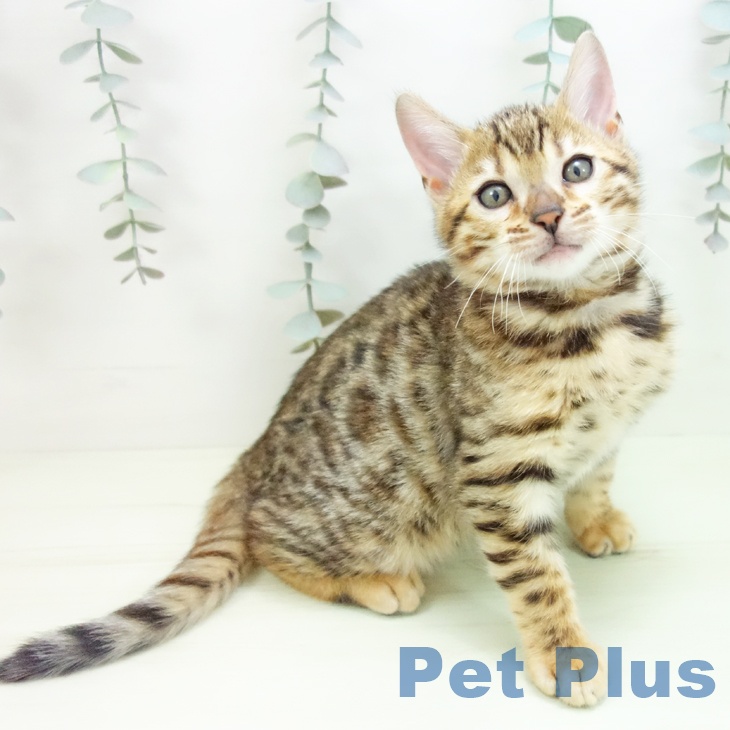 ベンガルの写真2