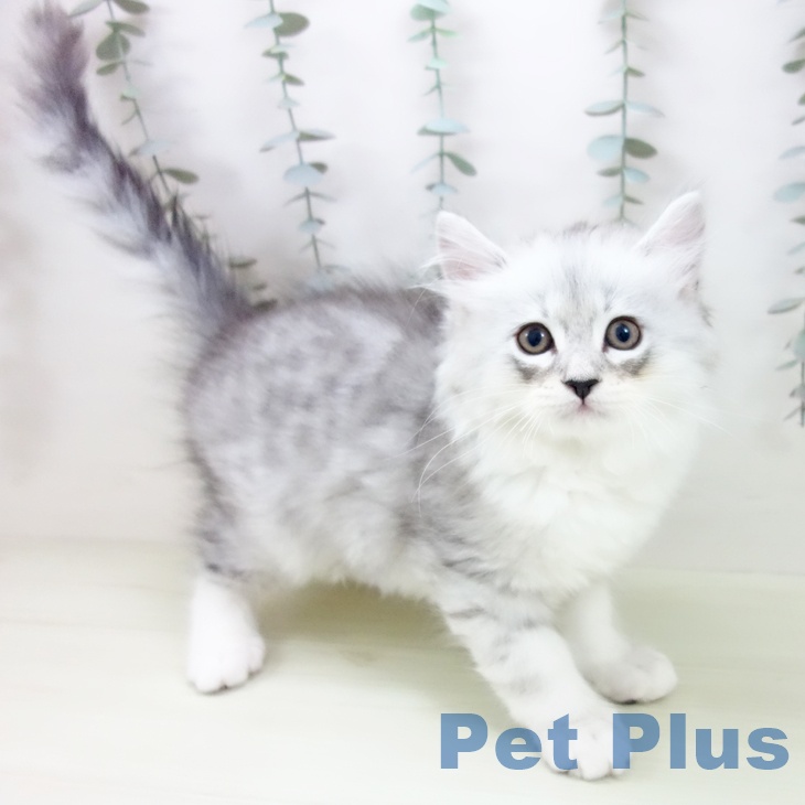 愛知県のミヌエット (ペットプラス みなと店/2026年1月23日生まれ/男の子/シェーデットシルバー)の子猫