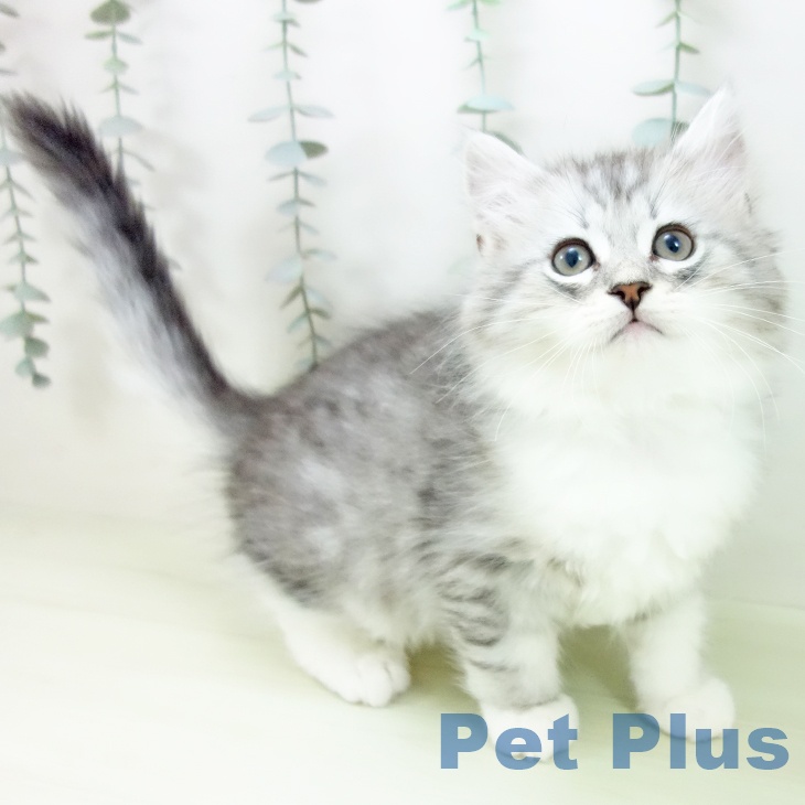 愛知県のミヌエット (ペットプラス イオンモール豊川店/2026年1月23日生まれ/男の子/シェーデットシルバー)の子猫の1枚目の画像