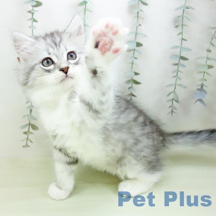 愛知県のミヌエット (ペットプラス イオンモール豊川店/2026年1月23日生まれ/男の子/シェーデットシルバー)の子猫の2枚目の画像