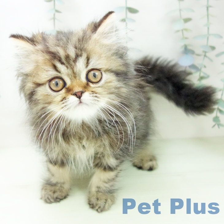 スコティッシュフォールドの写真2