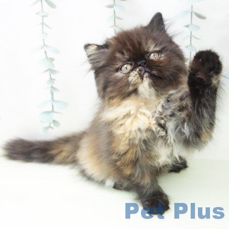 エキゾチックの写真2